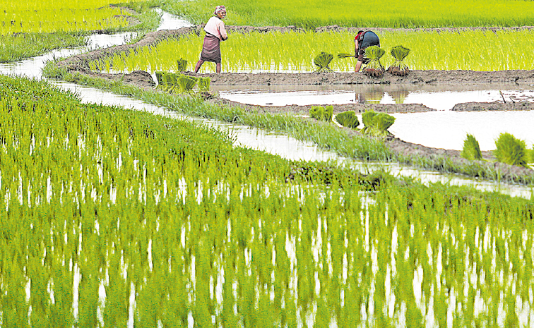 08081559-INDIA_AGRICULTURE.jpg