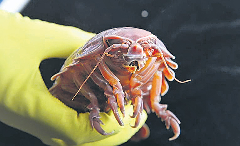 ANIMAL.jpg