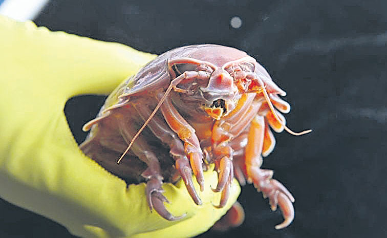 supergiant-deep-sea-isopod.jpg