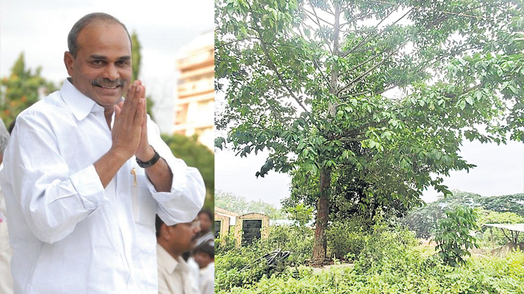ysr-tree.jpg