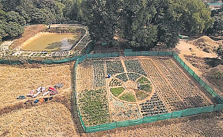Agriculture.jpg