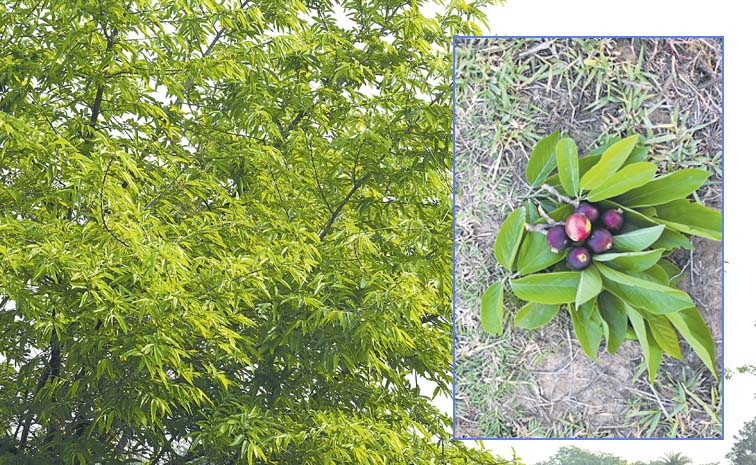 Ooduga_20Forest_20Fruit.jpg