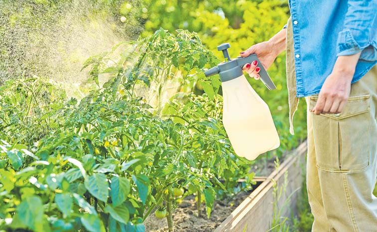 Vegetables_20Cultivation.jpg