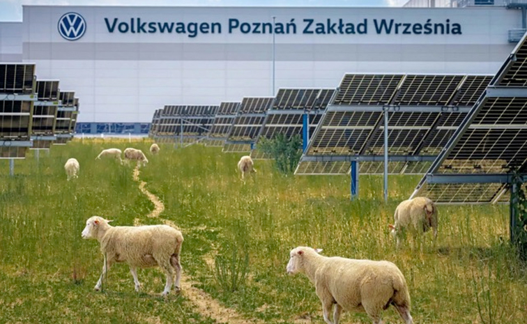 sheepsVolkswagen.jpg