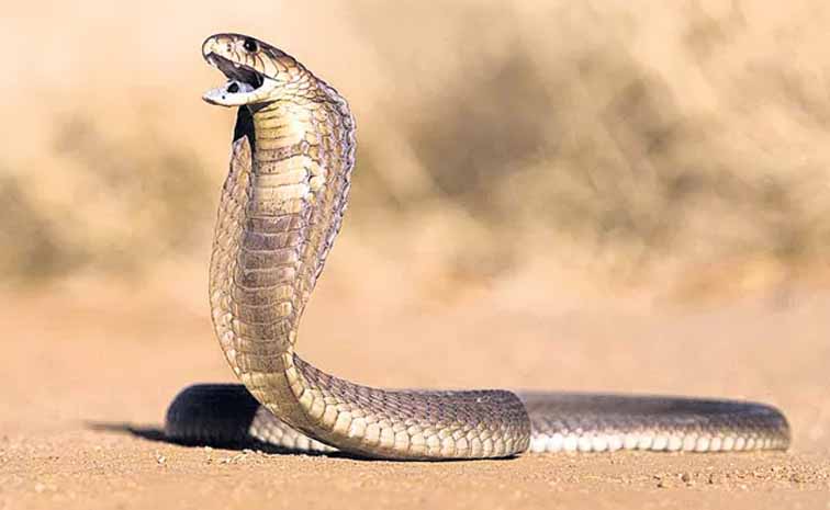 snake.jpg