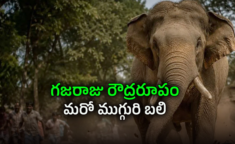 elephant.jpg