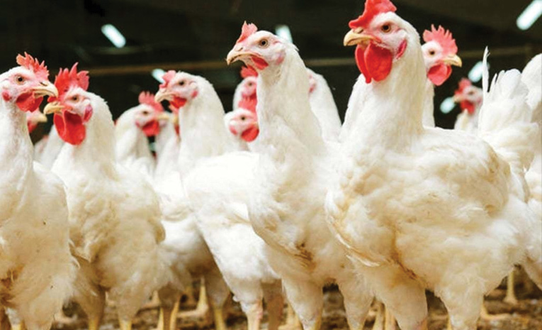 chiken.jpg