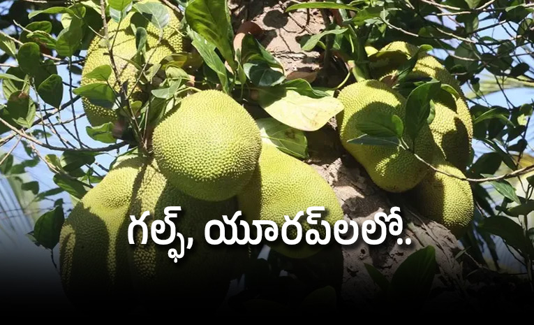 jackfruit-travels-by-chartered-flight.jpg