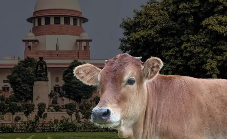 cow.jpg