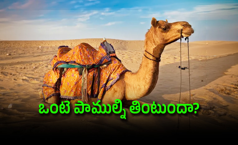 Shocking-Are-Camels-Fed-Live-Venomous-Snakes-check-the-fact.jpg