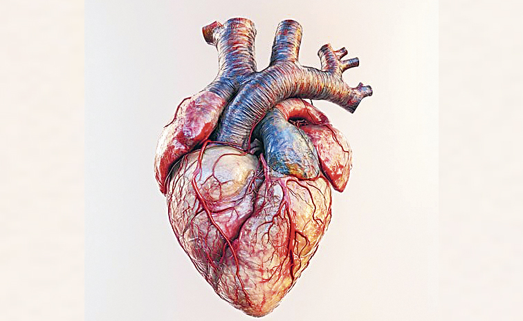 HUMAN-HEART-ANATOMY-STOCKCA.jpg