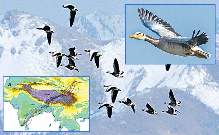 Duck.jpg