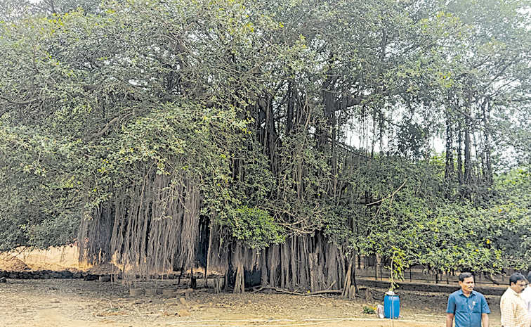 banyan-tree.jpg