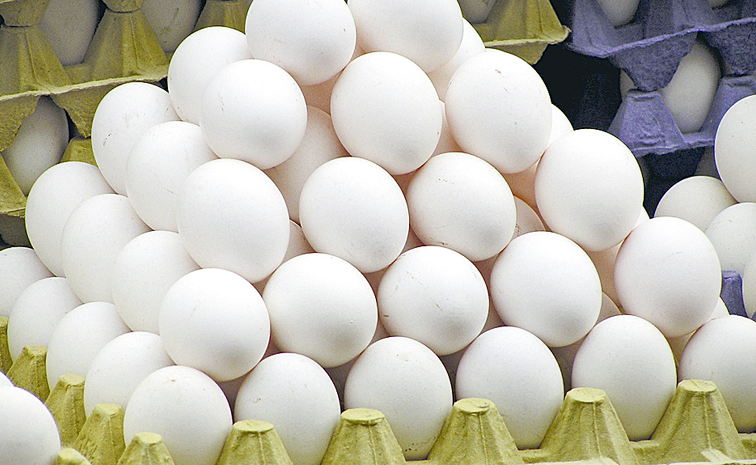 EGGS-5.jpg