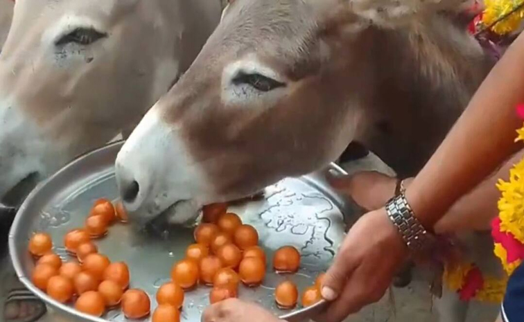 donkey.jpg