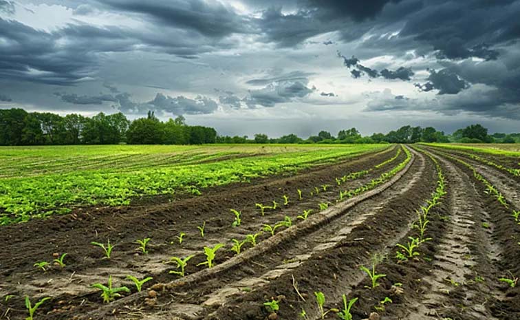 Crop_20Cultivation_20Rainy_20Season.jpg