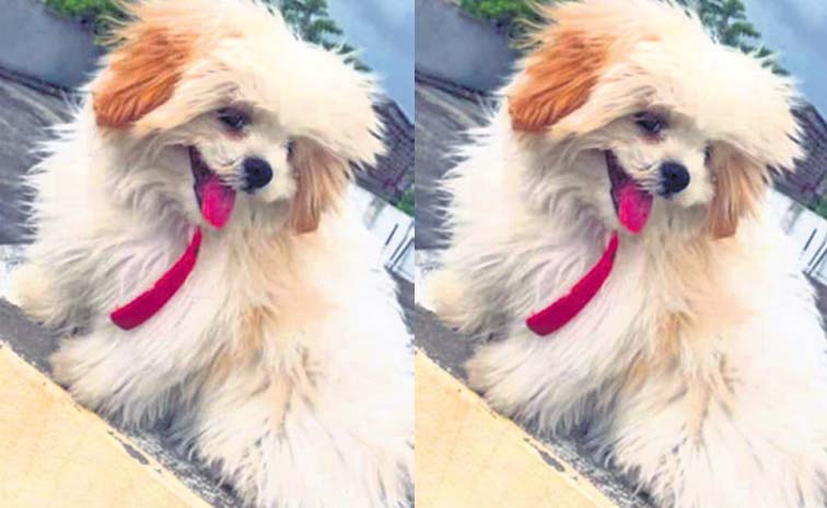 Pet_20Dog.jpg