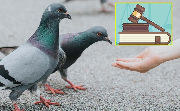 Feeding_20Pigeons.jpg