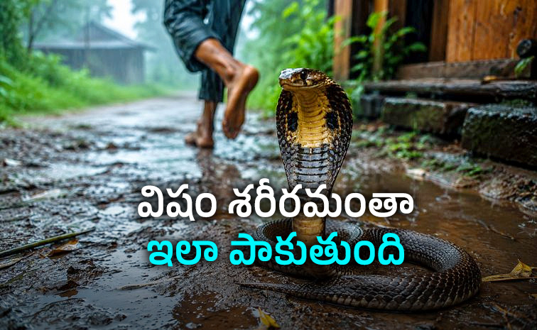Snake-Bite-How.jpg