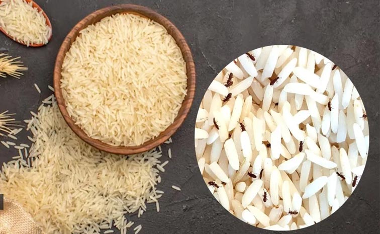 rice1.jpg