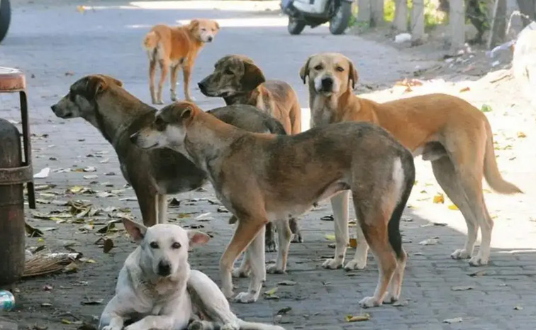 street-dogs.jpg