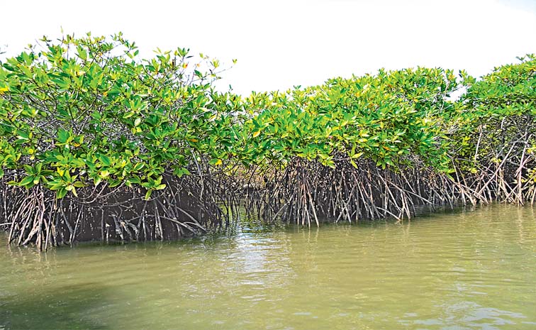 Mangroves.jpg