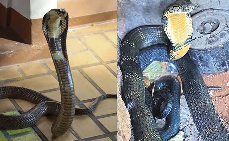 Snake_20cobra.jpg