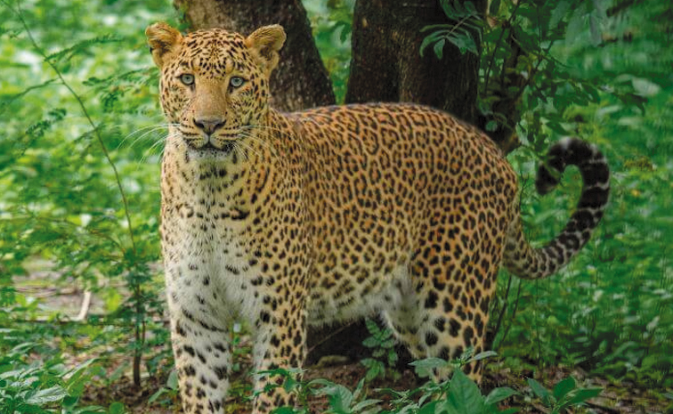 Leopard.jpg