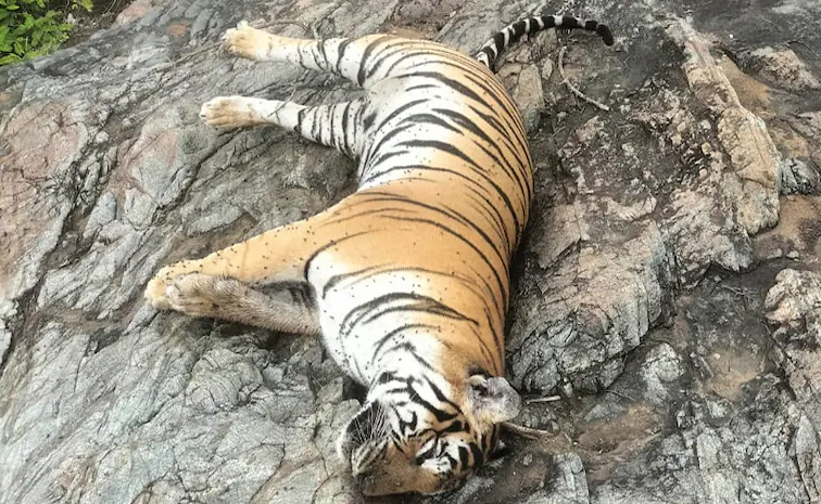 tiger2.jpg