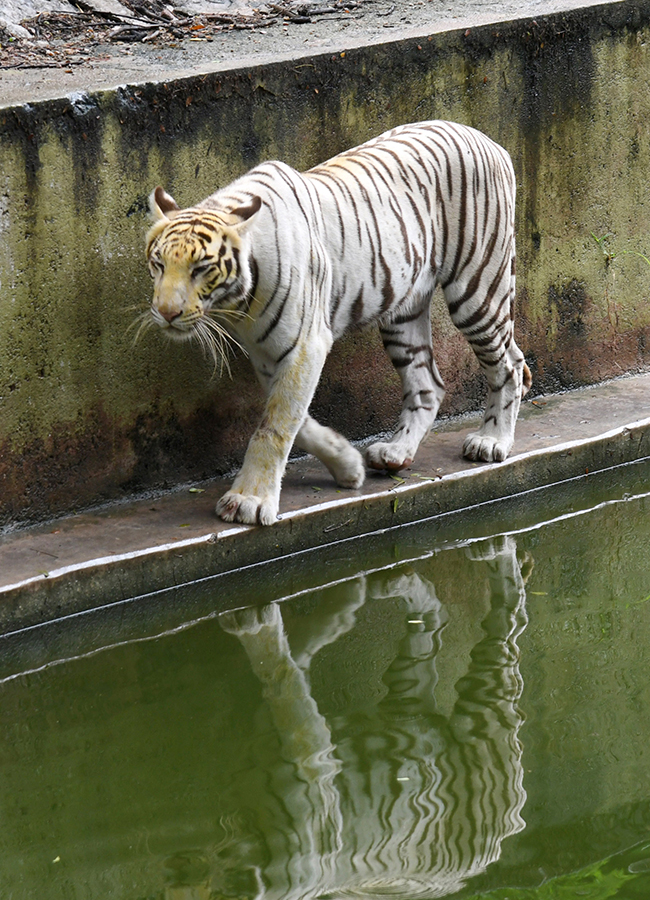 International_20Tiger_20Day_20Celebrated_20Grandly_20at_20the_20Zoo_20Park__20_2814_29.jpg 14