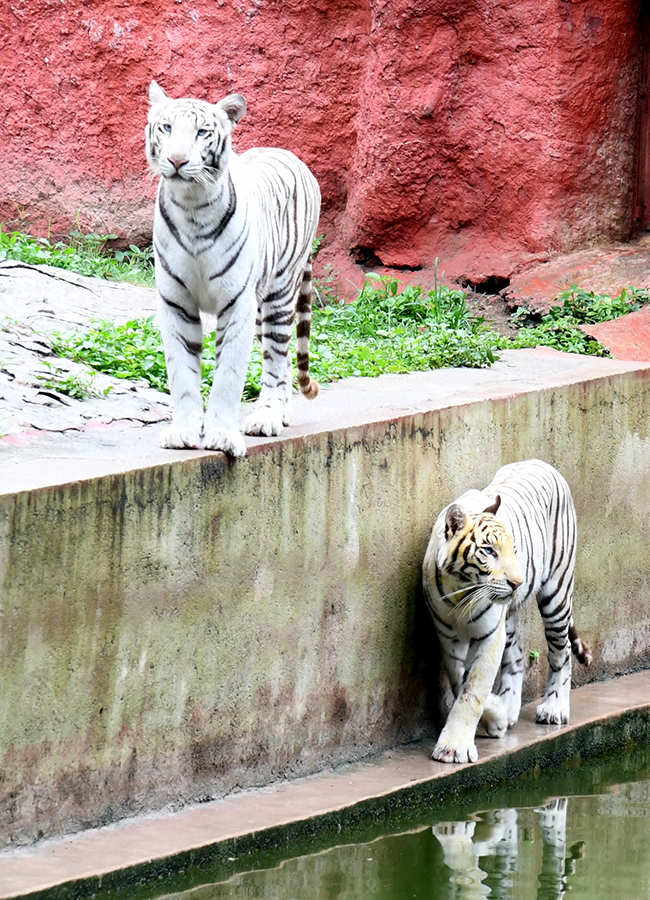 International_20Tiger_20Day_20Celebrated_20Grandly_20at_20the_20Zoo_20Park__20_2820_29.jpg 20