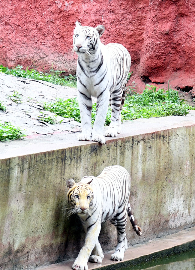 International_20Tiger_20Day_20Celebrated_20Grandly_20at_20the_20Zoo_20Park__20_2821_29.jpg 21