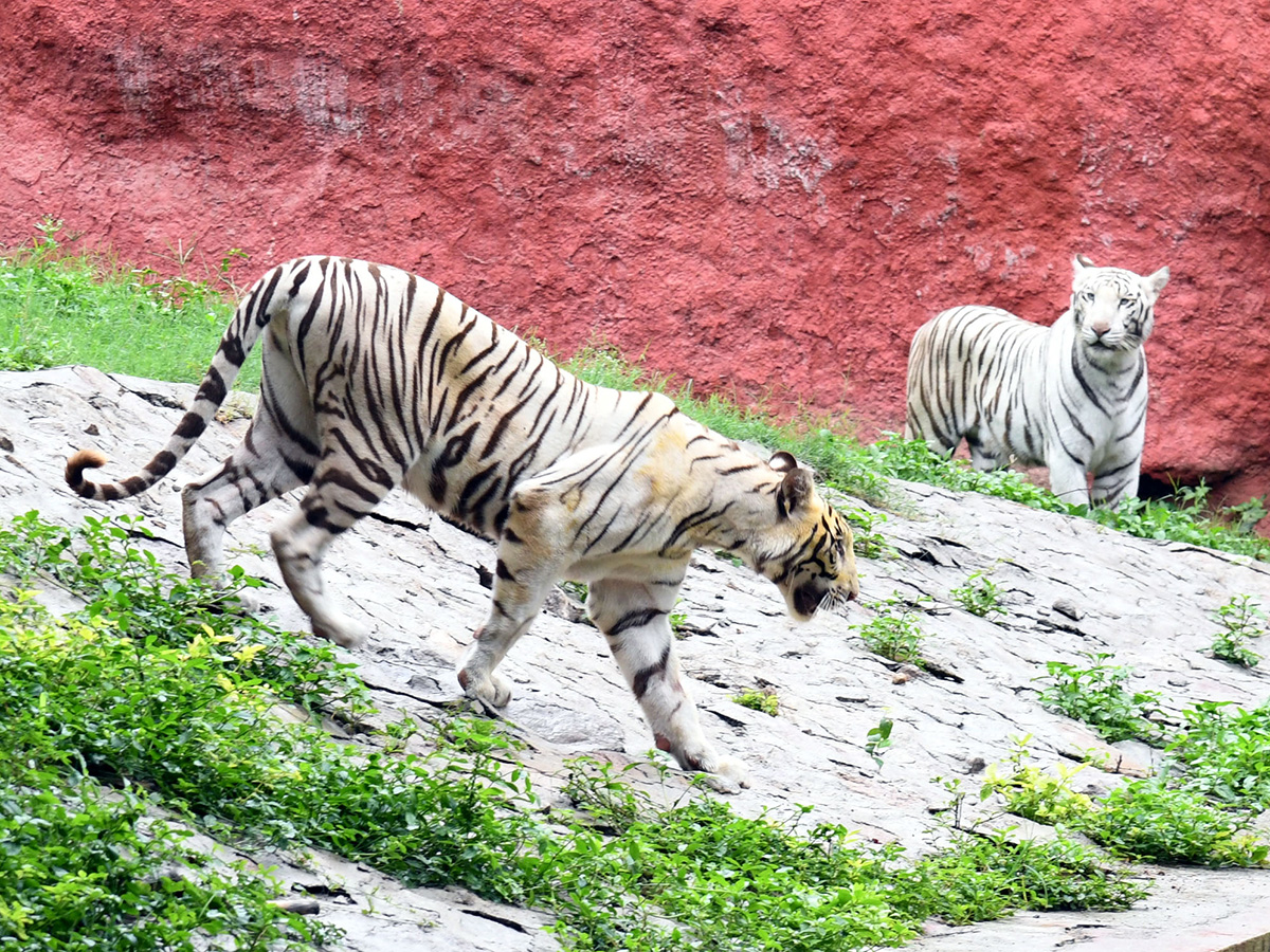 International_20Tiger_20Day_20Celebrated_20Grandly_20at_20the_20Zoo_20Park__20_2823_29.jpg 23