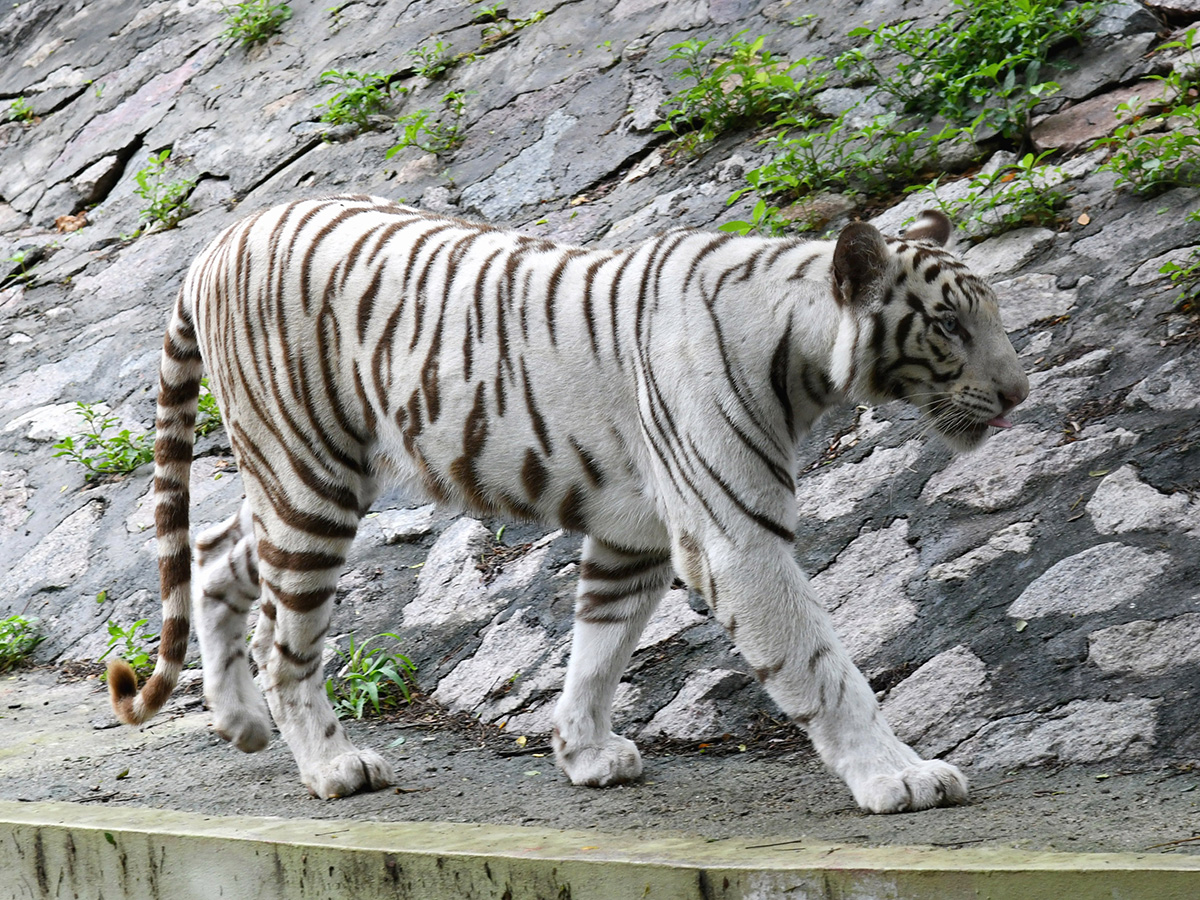 International_20Tiger_20Day_20Celebrated_20Grandly_20at_20the_20Zoo_20Park__20_283_29.jpg 3