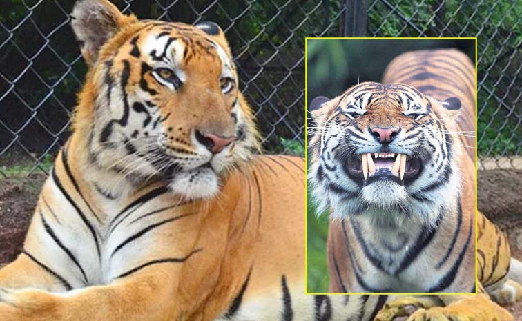 Tiger.jpg