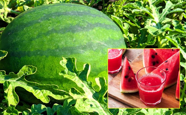 Water_20Melon_20Main.jpg