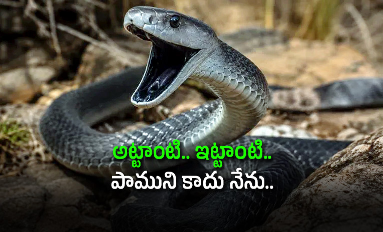 Why-Black-Mambas-Are-So-Dangerous-Facts-here.jpg