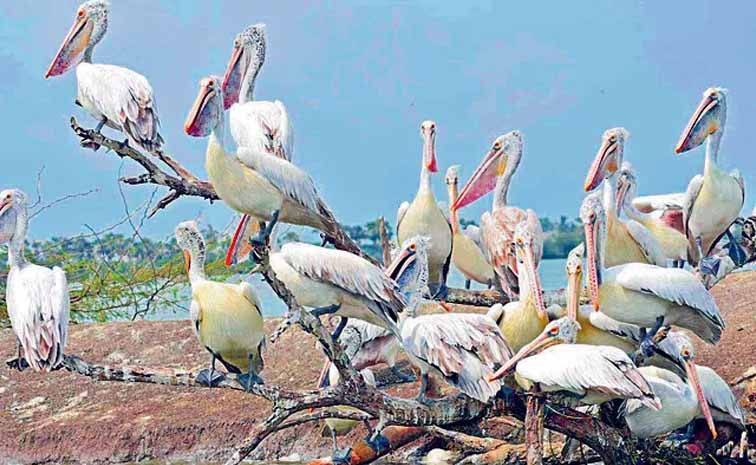 birds.jpg