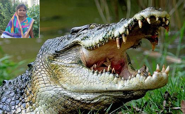 crocodail.jpg