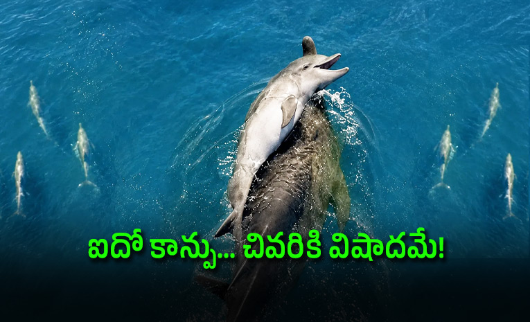 Mother-Dolphin-Refuses-To-Let-Dead-Newborn-Sink_2C-Carries-It-For-Days.jpg
