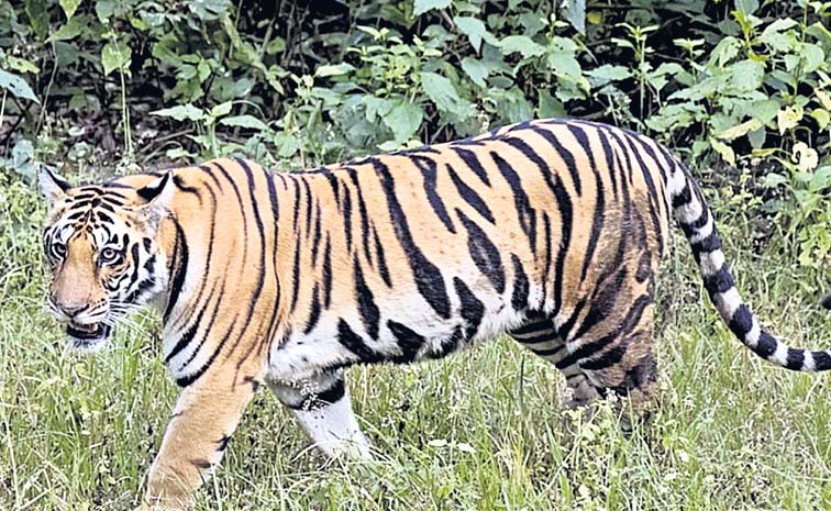 Tiger.jpg
