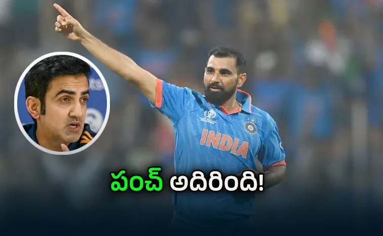 Shami.jpg