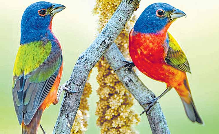 birds.jpg