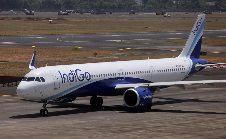 indigoo02.jpg