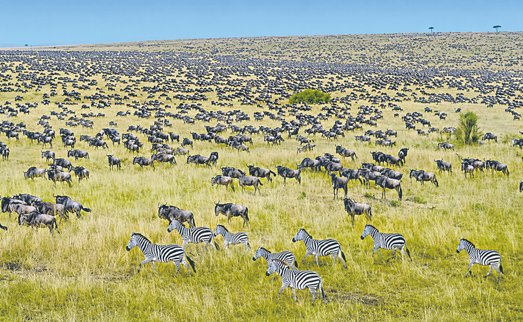 MASAI-MARA-KENYA.jpg