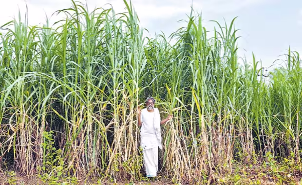 రెండెకరాల్లో దేశీ ఆవులతో... నెలకు రూ. 1.4 లక్షల ఆదాయం!