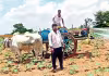 సాగుబడి: 15 నిమిషాల్లోనే.. ఎడ్ల బండితో&nbsp;పిచికారీ!