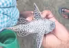 Devil Fish: ఇటువంటి చేపను మీరెప్పుడైనా చూశారా?