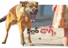 కిల్లర్&zwnj; డాగ్స్&zwnj;!