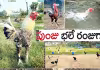 సంక్రాంతి పందెం పుంజుల&zwnj;కు స్పెష&zwnj;ల్ ట్రైనింగ్&zwnj;!
